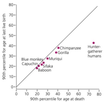 What does the following figure on primate longevity and fertility reveal?   A)  Humans tend to live years after their last live birth. B)  Monkeys and apes do not live long after their last live birth. C)  Humans go through menopause because they live years after their last live birth. D)  a and b E)  a, b, and c
