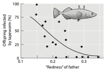 Female sticklebacks prefer males with brighter red coloration on their belly. Given the results depicted in the graph below, what do females that choose redder males benefit from?   A)  sensory bias B)  direct benefits C)  good genes D)  nuptial gifts
