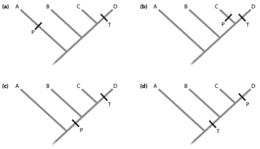 The trees below present a hypothetical situation where  T  represents the evolution of a male trait that is attractive to females, and  P  represents where the preference in females evolved. Which tree below is consistent with the sensory bias hypothesis? ​   A)  (a)  B)  (b)  C)  (c)  D)  (d) 