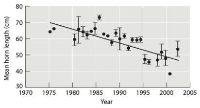 The graph below shows the effect of hunting imposed on horn length in bighorn sheep populations. What type of selection does it show?   A)  stabilizing B)  negative frequency-dependent C)  directional D)  disruptive