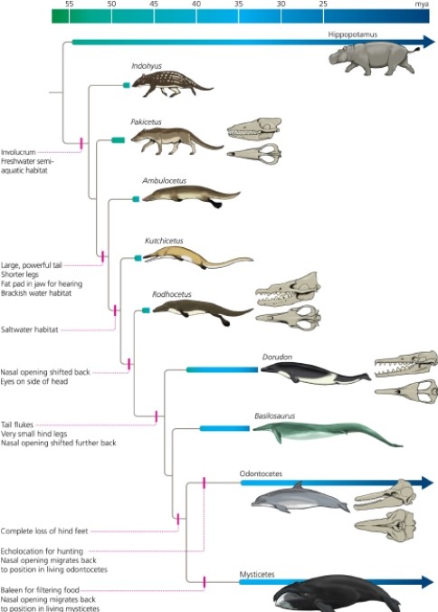 Given the phylogeny of extant and extinct cetaceans below, which of the following conclusions is correct? ​   A)  The hippopotamus belongs to the cetacean group. B)  The traits present in modern cetaceans appeared quickly and de novo. C)  All living cetaceans have completely lost their hind feet. D)  The hippopotamus belongs to the cetacean group and all living cetaceans have completely lost their hind feet. E)  None of the given choices are correct.