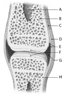   -Structure E is the A) synovial membrane. B) joint capsule. C) hyaline cartilage. D) compact bone. E) periosteum.