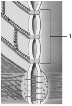   Figure 4-1 A Cell Junction Use Figure 4-1 to answer the following question: Identify the cellular junction labeled 1. A) hemidesmosome B) gap junction C) spot desmosome D) tight junction E) connexon