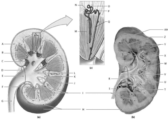 <strong>  Label M represents which of the following structures?</strong> A)nephron loop B)renal corpuscle C)proximal convoluted tubule D)distal convoluted tubule E)collecting duct <div style=padding-top: 35px> 