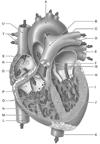 <strong> Label K represents the</strong> A)aortic arch. B)pulmonary trunk. C)descending aorta. D)superior vena cava. E)inferior vena cava.