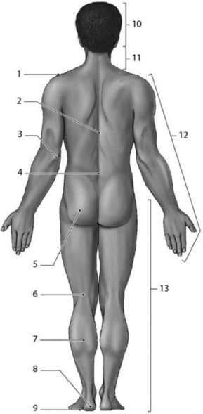  -Which number identifies the acromial region? A) 3 B) 13 C) 2 D) 12 E) 1