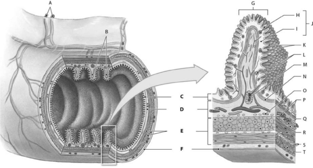   Figure 16-1 Structural Components of the Digestive Tract Use Figure 16-1 to identify the labeled part. -Label E represents which structure? A) circular fold B) submucosa C) muscularis externa D) serosa E) mucosa