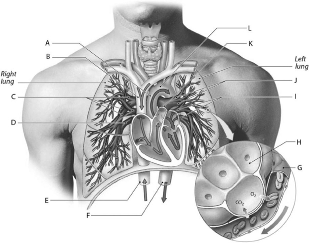   Figure 13-1 Cardiovascular Components of the Pulmonary Circuit Use Figure 13-1 to identify the labeled part. -Label F represents the A) common iliac vein. B) inferior vena cava. C) azygous vein. D) descending aorta. E) celiac trunk.