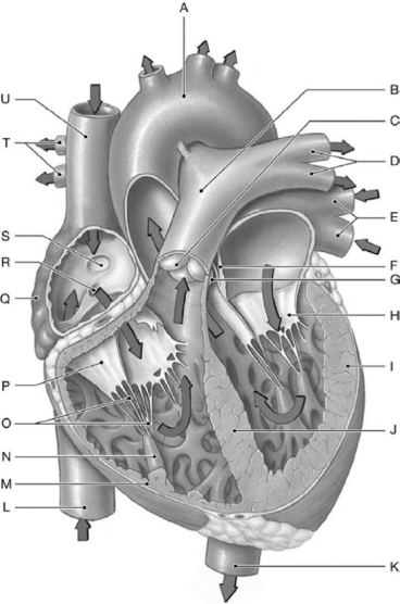<strong>  Figure 12-1 Major Internal Landmarks of the Heart Use Figure 12-1 to identify the labeled part. Label K represents the</strong> A)aortic arch. B)pulmonary trunk. C)descending aorta. D)superior vena cava. E)inferior vena cava. <div style=padding-top: 35px> 