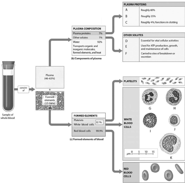   Figure 11-1 Components of Plasma and Types of WBCs Use Figure 11-1 to identify the labeled part. -Label C represents A) electrolytes. B) albumins. C) globulins. D) fibrinogen. E) erythrocytes.