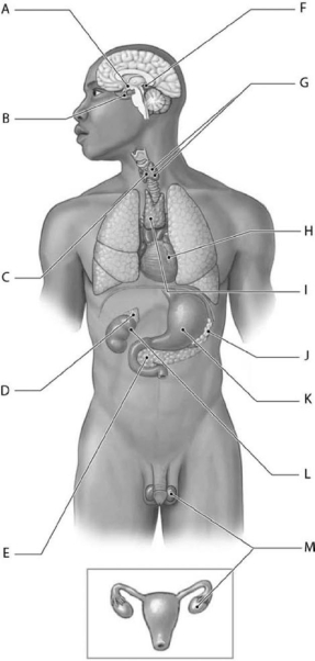 <strong>  Figure 10-1 Organs and Tissues of the Endocrine System Use Figure 10-1 to identify the labeled part. Structure F is the</strong> A)pituitary gland. B)hypothalamus. C)pineal gland. D)thymus. E)thyroid gland. <div style=padding-top: 35px> 