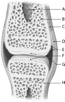   Figure 6-4 Synovial Joint (Sagittal Section)  Use Figure 6-4 to identify the labeled part. -Structure C is the A) synovial membrane. B) joint capsule. C) hyaline cartilage. D) compact bone. E) periosteum.
