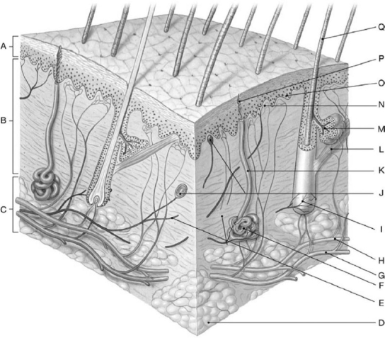   Figure 5-1 The General Structure of the Integumentary System Use Figure 5-1 for the following questions: -Structures marked J on the skin diagram are A) sudoriferous glands. B) smooth muscles. C) sebaceous glands. D) immature hair follicles. E) sensory receptors.