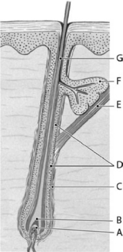   Figure 5-3 A Single Hair Follicle and Hair (Longitudinal Section)  Use Figure 5-3 to answer the following questions: -The function of structure E is A) to attach the hair shaft firmly to the dermis so that it does not move. B) the deposition of high concentrations of melanin to color the hair shaft. C) the production of new cells that will make the hair shaft longer. D) the production of hormones that can affect the growth cycles of the hair follicle. E) to change the orientation of the hair shaft.