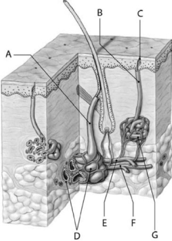   Figure 5-4 Glands and Associated Structures Use Figure 5-4 to answer the following questions: -Structure G A) releases milk. B) releases oil. C) releases sweat. D) is a sensory receptor. E) releases mucus.