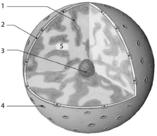   Figure 3-6 Nucleus Use Figure 3-6 to answer the following question: -The cell's ribosomal RNA (rRNA) is produced by the A) ribosomes. B) nucleoli. C) lysosomes. D) smooth endoplasmic reticulum. E) Golgi apparatus.
