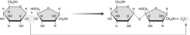 <strong>  Figure 2-1 A Chemical Reaction Use Figure 2-1 to answer the following question: Determine which reaction is shown in the figure and specify its mechanism of action.</strong> A)The addition of a water molecule breaks down a complex molecule. B)The removal of a water molecule breaks down a complex molecule. C)Ionic bonds are broken apart as individual ions interact with the positive or negative ends of polar water molecules. D)The removal of a water molecule facilitates the union of two molecules. E)The addition of a water molecule facilitates the union of two molecules. <div style=padding-top: 35px> 