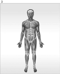         Figure 1-1 The Organ Systems of the Human Body Use Figure 1-1 to answer the following questions: -What is/are the function(s) of the organ system labeled #3? A) help control body temperature B) provides support; produces heat C) provides support; protects tissues; stores minerals D) directs immediate responses to stimuli E) defends against infection and disease