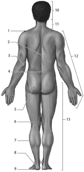   Figure 1-3 Anatomical Landmarks Use Figure 1-3 to answer the following questions: -Which number identifies the acromial region? A) 3 B) 13 C) 2 D) 12 E) 1