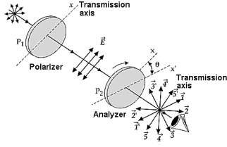   Two polarizing films are crossed with their transmission axes making an angle of θ = 20° with each other. The vectors that represent the plane-polarized wave train passed by the second polarizing film are A)  1 - 1'. B)  2 - 2'. C)  3 - 3'. D)  4 - 4'. E)  None of these is correct because no light passes through the second disk.