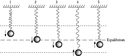   A body on a spring is vibrating in simple harmonic motion about an equilibrium position indicated by the dashed line. The figure above that shows the body with maximum acceleration is A)  1 B)  2 C)  3 D)  4 E)  5