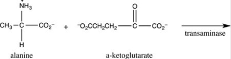 What are the products formed in the transamination reaction shown?   A)    B)    C)    D)   