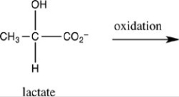 The first step in gluconeogenesis is the oxidation of lactate. What product is formed when lactate is oxidized?   A)    B)    C)    D)   