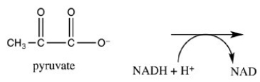 Under anaerobic conditions,the reaction of pyruvate with NADH and H<sup>+</sup> should form which of the following products?   A)    B)    C)    D)   