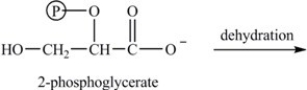 Step [9] in glycolysis,shown below,involves the dehydration of 2-phosphoglycerate. What is the structure of the dehydration product?   A)    B)    C)    D)   