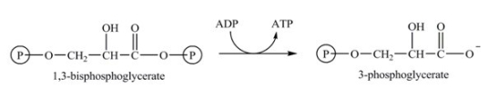 Step [7] of glycolysis is shown below. Which statement concerning this step is true?   A) The hydrolysis of ATP provides the necessary energy for the removal of a phosphate group from 1,3-bisphosphoglycerate. B) The formation of 3-phosphoglycerate provides the necessary energy for the phosphorylation of ADP. C) The energy required in the hydrolysis of 1,3-bisphosphoglycerate is stored in ADP. D) The hydrolysis of 1,3-bisphosphoglycerate is an unfavorable reaction.