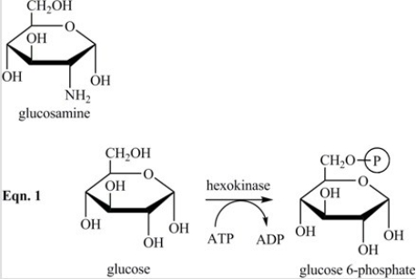 Glucosamine,shown below,is a competitive inhibitor of the enzyme hexokinase,which catalyzes the phosphorylation of glucose in the first step of glycolysis (Eqn. 1 below) . Which statement best describes the inhibition by glucosamine?   A) Glucosamine reacts with glucose,preventing glucose from binding to the active site of hexokinase. B) Glucosamine binds to the active site of hexokinase,preventing glucose from binding. C) Glucosamine stabilizes the active site of hexokinase,preventing glucose 6-phosphate from being released. D) Glucosamine binds to the surface of hexokinase,causing a change in shape of the enzyme and the active site,preventing glucose from binding.