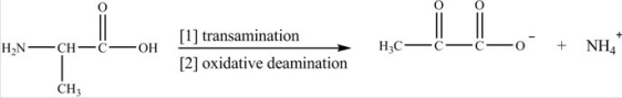 The products that result when alanine is subjected to transamination followed by oxidative deamination are properly indicated below.  