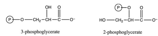 3-Phosphoglycerate and 2-phosphoglycerate,two intermediates in glycolysis,are related as stereoisomers.  
