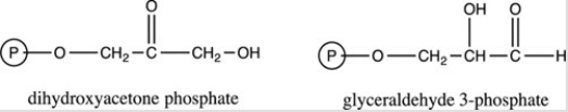 Dihydroxyacetone phosphate and glyceraldehyde 3-phosphate,two intermediates in glycolysis,are related as constitutional isomers.  