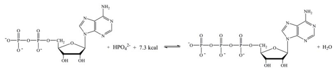 Which statement best describes how the interconversion of ATP and ADP is responsible for storing and providing energy for cellular reactions?   A) The energy stored in ADP is released when ATP is synthesized. B) The energy required to phosphorylate ADP is stored in ATP,and released when ATP undergoes hydrolysis. C) The energy released in the phosphorylation of ADP can be coupled with unfavorable reactions within the cell. D) The energy required to hydrolyze ATP comes from the energy producing reactions in the cell; the energy lost is then stored in ATP.