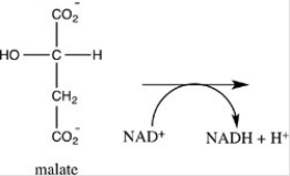 Oxaloacetate is the starting material in the first step of the citric acid cycle and the product of the last step. The last step of the citric acid cycle,the oxidation of malate to oxaloacetate,is shown. What is the structure of oxaloacetate?   A)    B)    C)    D)   