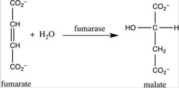 Step 7 of the citric acid cycle is shown. Which statement best describes what occurs in this step?   A) Fumarate undergoes hydrolysis with the aid of the enzyme fumarase. B) Fumarate undergoes reduction with the aid of the cofactor fumarase. C) Fumarate undergoes hydrogenation with hydrogens and electrons provided by the enzyme fumarase. D) Fumarate undergoes hydration with the aid of the enzyme fumarase.