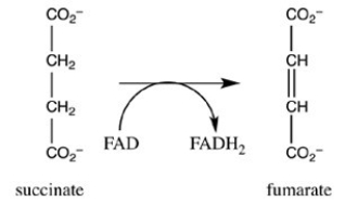 Step 6 of the citric acid cycle is shown. Which statement best describes the role of FAD in this reaction?   A) FAD causes the reduction of succinate to form fumarate. B) FAD causes succinate to undergo hydration to form fumarate. C) FAD causes the oxidation of succinate to form fumarate. D) FAD causes the isomerication of succinate to form fumarate.