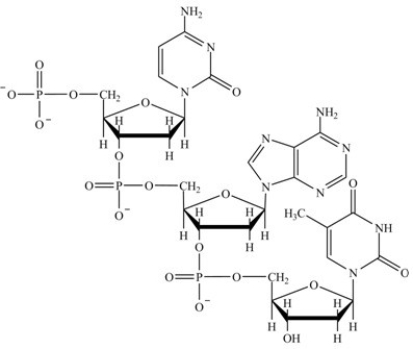 The structure shown is a segment of an RNA strand.  