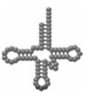 The  cartoon  shown below is an example of an rRNA cloverleaf.  