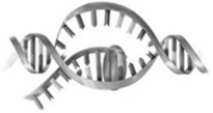 In the transcription  cartoon  shown,the direction of transcription is from right to left.  