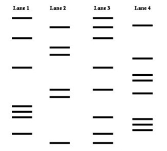 There was a mix-up in the hospital nursery and there is a question as to which baby belongs to a set of new parents. The given gel contains the DNA fingerprint of the new mother (Lane 1),the new father (Lane 2),and two infants (Lanes 3 and 4). The DNA fingerprinting indicated that the infant tested in Lane 4 is the child of these parents.  