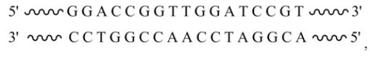 The restriction enzyme BamHI recognizes the DNA sequence GGATCC and cuts the DNA between the two G's. Given the segment of double-stranded DNA shown below   the sticky ends that result from cleavage with this enzyme are  