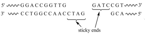 The restriction enzyme BamHI recognizes the DNA sequence GGATCC and cuts the DNA between the two G's. Given the segment of double-stranded DNA shown below   the sticky ends that result from cleavage with this enzyme are  