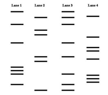 There was a mix-up in the hospital nursery and there is a question as to which baby belongs to a set of new parents. The given gel contains the DNA fingerprint of the new mother (Lane 1),the new father (Lane 2),and two infants (Lanes 3 and 4). The DNA fingerprinting indicates that the infant tested in Lane ________ is the child of these parents.  