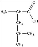 What is the structure of the amino acid leucine at pH 12? A) B) C) D)