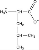 What is the structure of the amino acid leucine at pH 12? A) B) C) D)