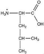 What is the structure of the amino acid leucine at pH 12? A) B) C) D)