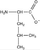 What is the structure of the amino acid leucine at pH 12? A) B) C) D)