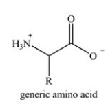 Amino acids are the building blocks of the body's proteins. Which statement concerning amino acids is false?   A) There are approximately 200 standard amino acids that occur naturally in the proteins of the human body. B) Except for when R=H,amino acids are chiral molecules. C) The amino acids found in human proteins are  alpha  amino acids. D) The properties of amino acids and the proteins they compose are determined by the nature of the side chain groups that are present.